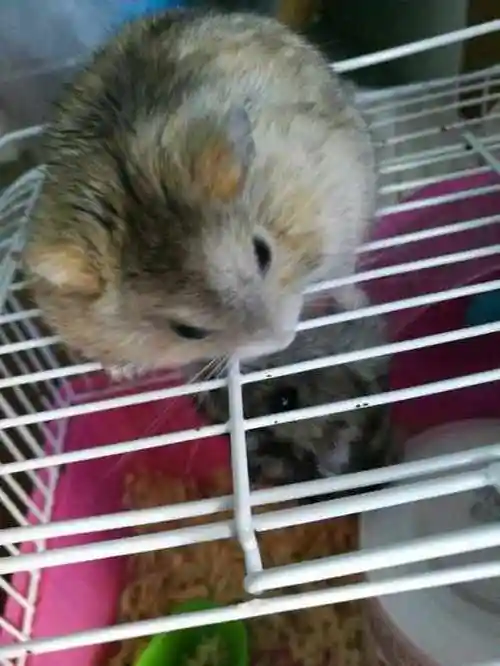 妹子将两只仓鼠放在一起,俩家伙直接打起来了,妹子一脸懵逼