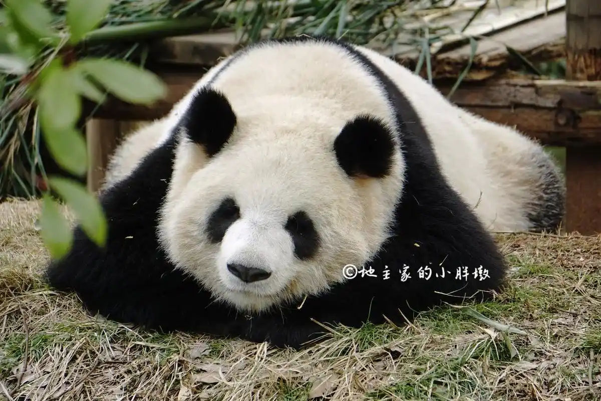 甜甜的睡美熊,大美睡觉都在微笑.#大熊猫大美 #可爱到爆炸17 - 抖音