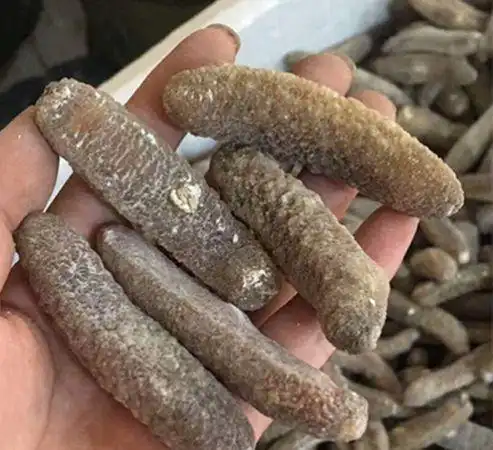 无刺海参属于什么海参 ,海参是刺参好还是筒参好?图1