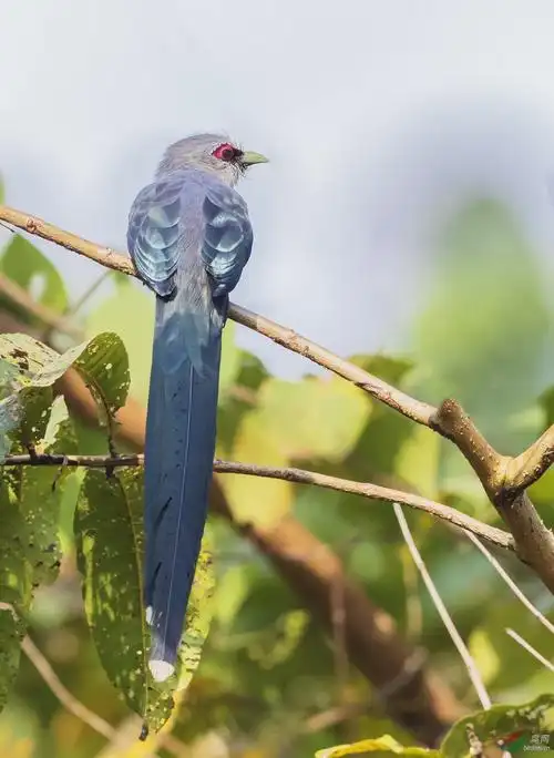云南观鸟记15绿嘴地鹃