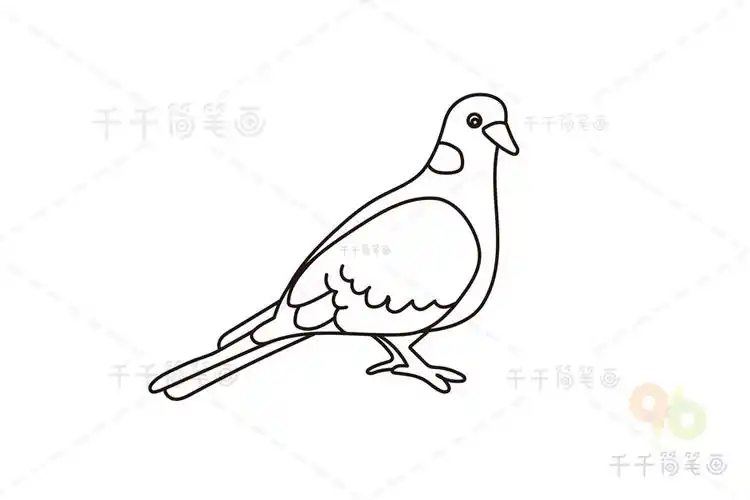 斑鸠简笔画