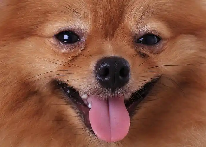 向上,脸,博美狗,狗_高清图片_全景视觉