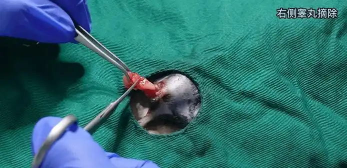 实操视频 图文 | 小鼠双侧睾丸摘除orx模型构建细节_实验_进行_服务