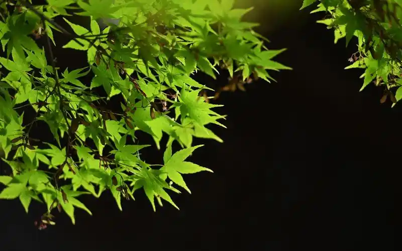 清新护眼绿色枫叶图片桌面壁纸