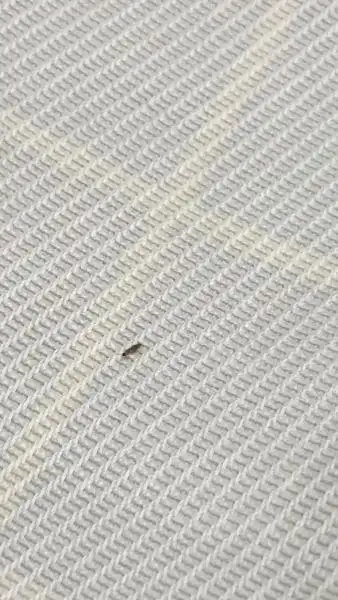 床上发现的长条形状的虫子爬的很快,尾巴还会扭来扭去,这是什么虫子