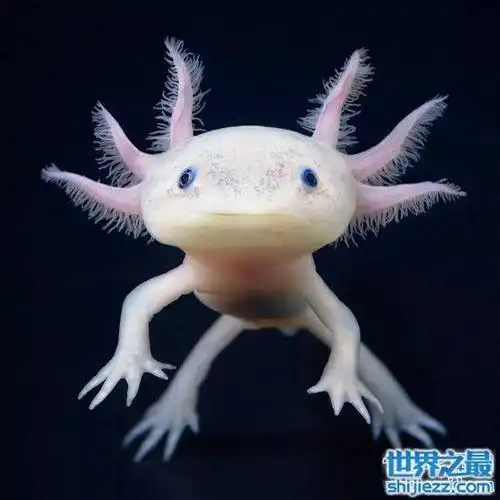 世界十大毒王,只要是有毒的地方眼镜王蛇就来串场