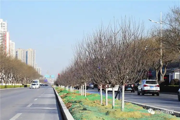 定州这条主干道增设中央绿化隔离带工作正在进行中