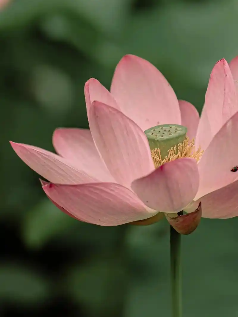 二十多岁就已经喜欢拍荷花了 少走了几十年弯路 #荷花 #摄影 - 抖音