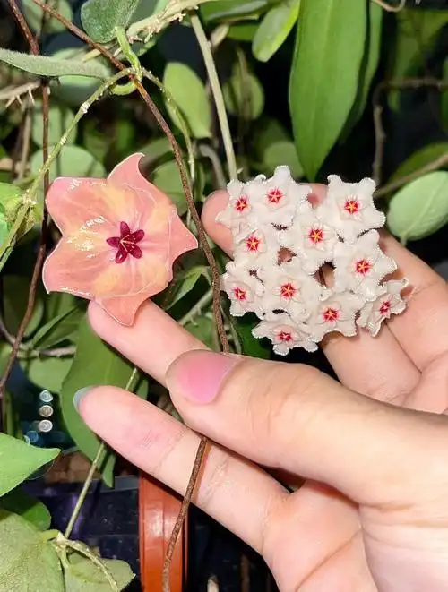 hoyapatellapink粉碗花球兰