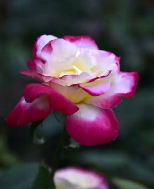 月季美丽独个站,花朵盛大赛牡丹.玫瑰花香不好看,姐妹团结多伙伴.