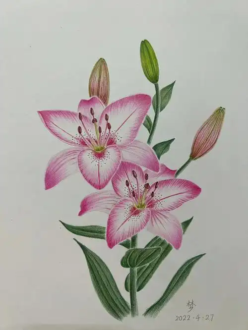 彩铅花卉百合附步骤图