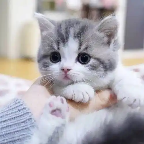 ta 的直播间ta 没有直播间哦 73▽74ta 的小视频0ta 还没有小视频