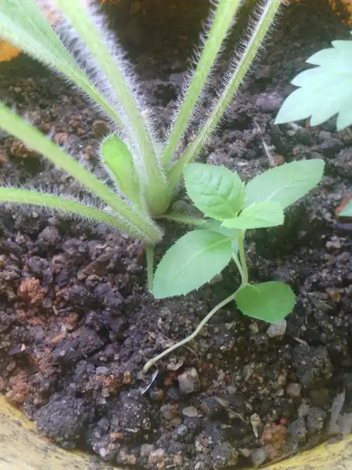 这是玫瑰的幼苗吗?