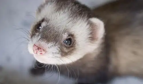 美国科学家成功克隆黑脚雪貂,濒危动物保护迈向新进程