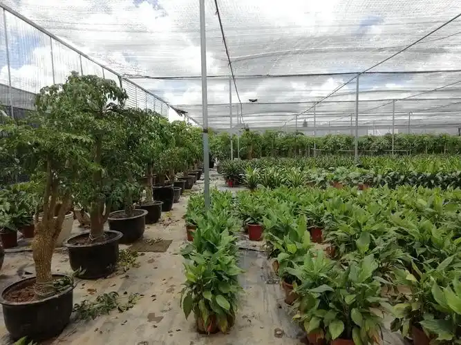 茉莉花园艺苗圃基地