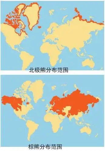 北极熊打不过棕熊吗?同级猛兽间的较量,不能以单纯比武论输赢