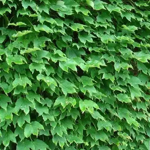 爬山虎是什么植物 爬山虎是什么植物大战僵尸