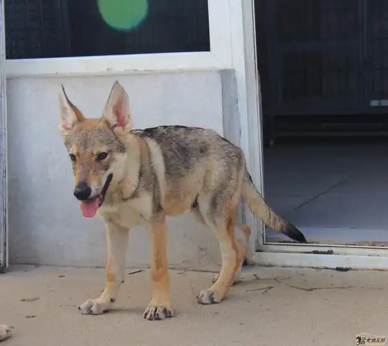 出售6个月捷克狼犬3母1公