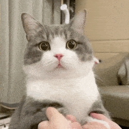 网红猫咪土豆表情包第四十二弹