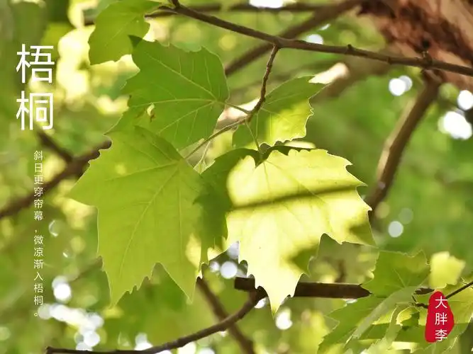 梧桐树的春天