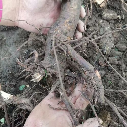 内蒙草原新鲜榆树根榆木根榆树树根纯现挖现发