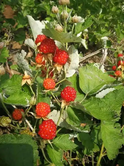 长白山浆果 树莓熟了