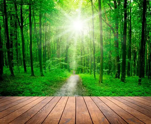 在室内森林背景上的木材纹理的背景