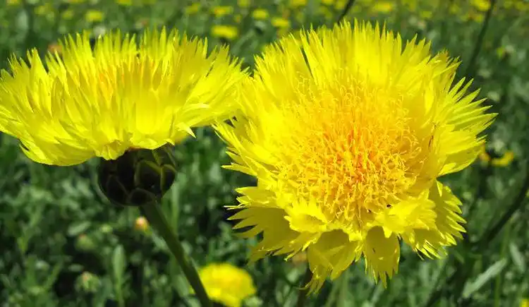 香矢车菊花种子阳台盆栽四季易种花草种子批发花海春秋季花卉种.