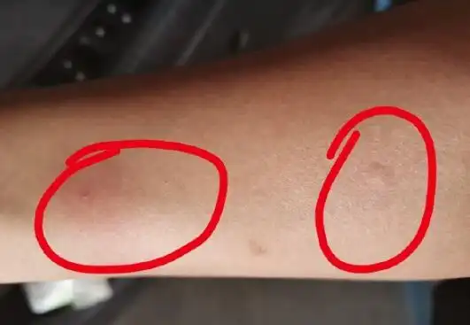 白蚁会不会咬人白蚁吃水泥墙吗