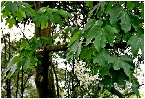 2012油桐花季-土城三峡小旅行