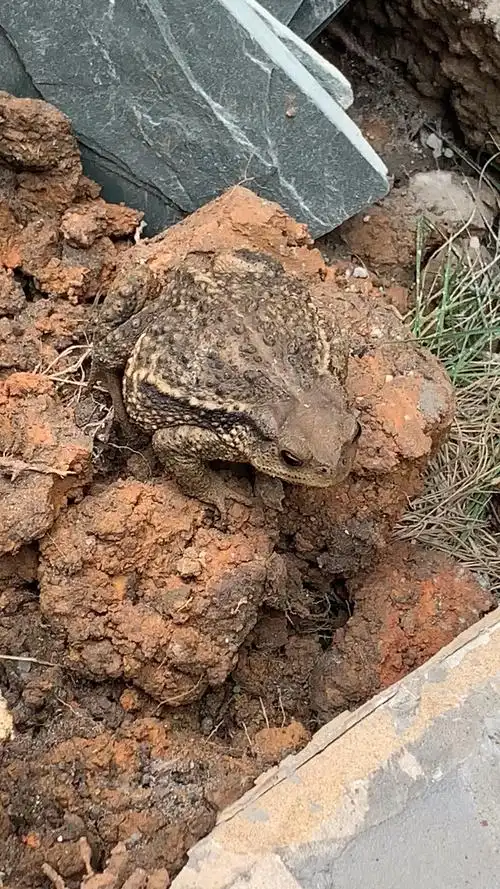 装花园碰到个赖格宝好可爱哟就是不敢摸哈哈