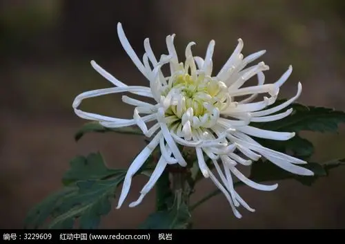 一朵白色的菊花特写