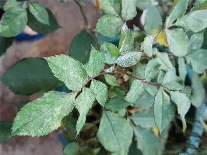 月季花的病害及其防治