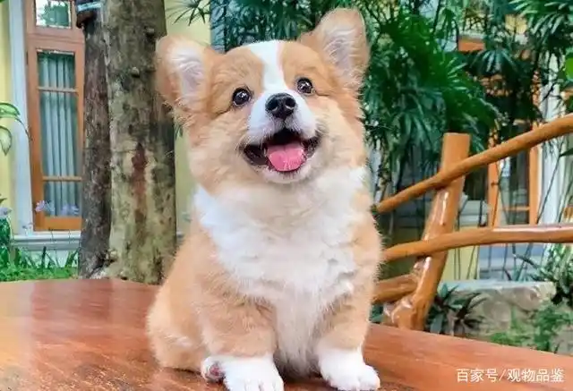 柯基爆腮是什么时候爆腮只是外表上的改变成年后颜值会更高