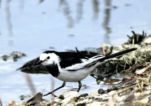 不知名的黑白小水鸟