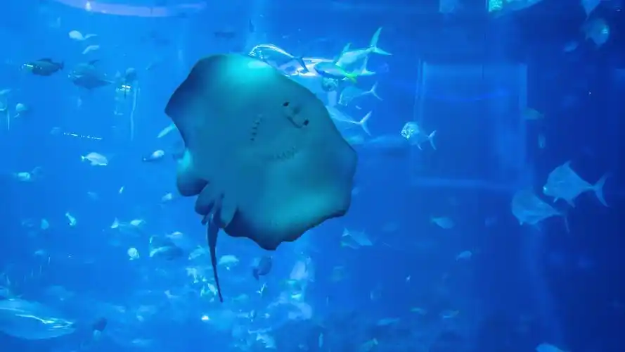 海洋馆鱼动物海底世界