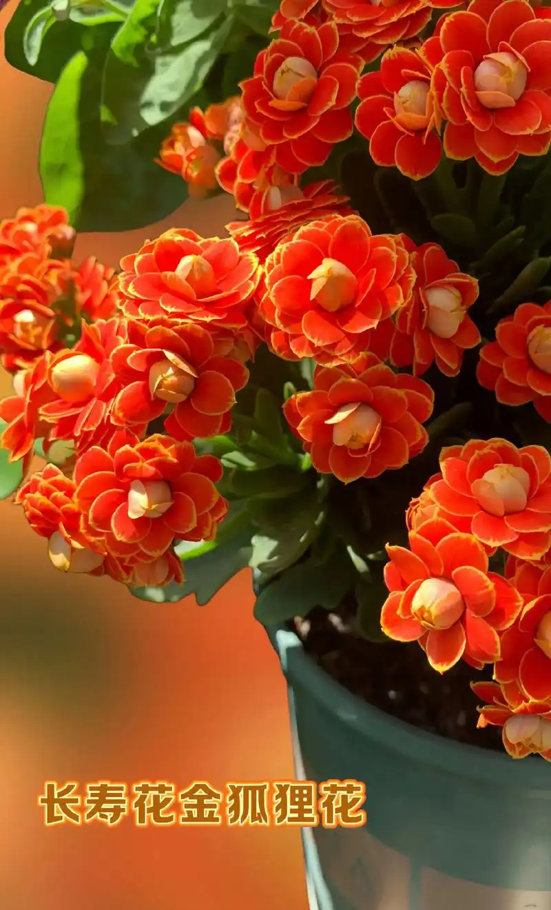 长寿花金狐狸开花期金额