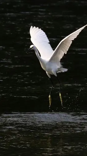 一只白鹭走在水中,张开翅膀