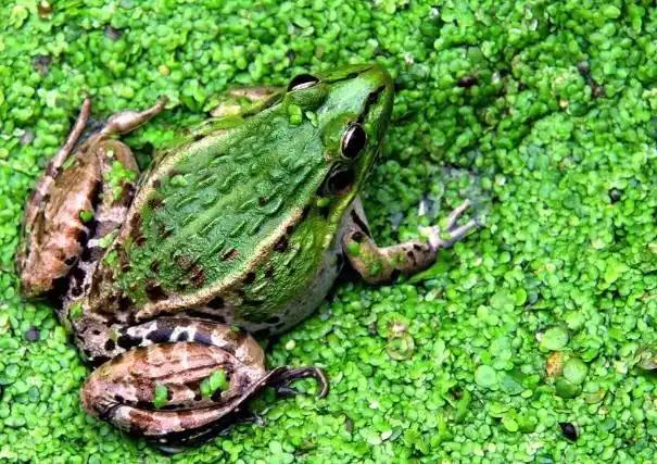 青蛙有哪些种类?