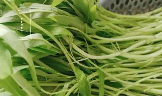 看它,富含维生素,营养极高|河虾|番茄|生菜|空心菜|营养价值_网易订阅