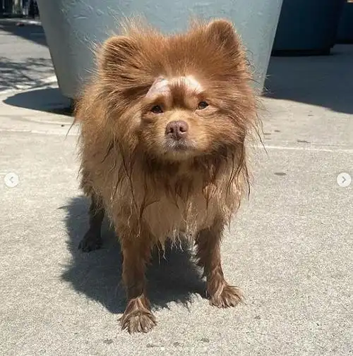 我爱的网红狗狗秃了qaq