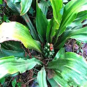 【万年青中草药】万年青中草药品牌,价格 - 阿里巴巴