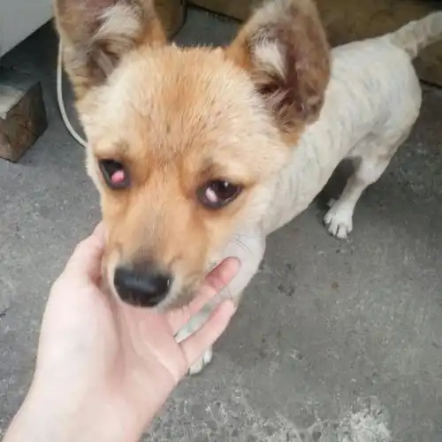 家里狗狗眼睛这样了 这是什么 怎么办?