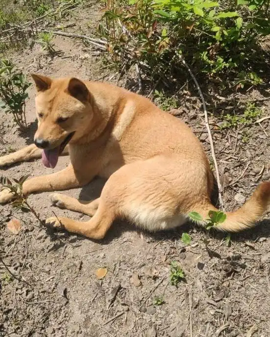 农村集市上的土狗才15元一只,为何很多人也不愿意买呢?