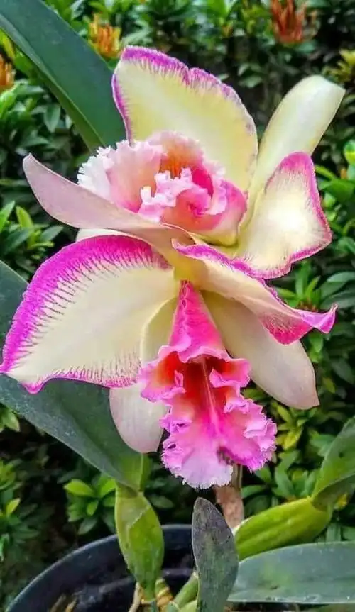 万年才开一次的稀世奇花!真的是太美了,美到令人窒息!不发给你看看都