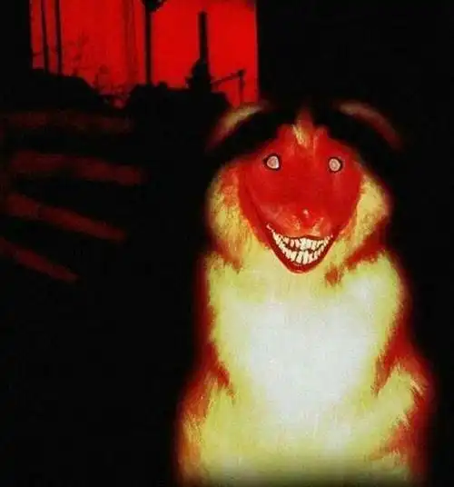 微笑狗图片原图恐怖事件 微笑的狗恐怖原图吓死人