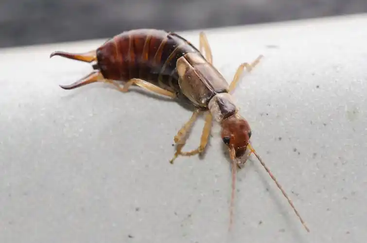 夹子虫是从哪里爬出来的蠼螋对人的危害