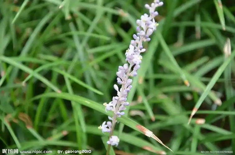 麦冬草图片