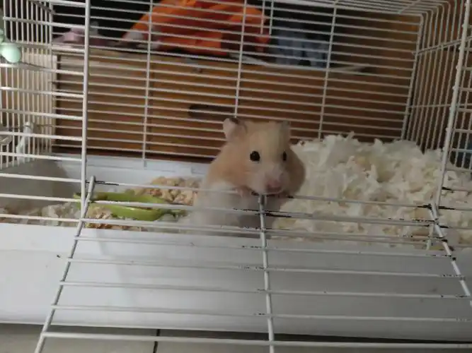 我的仓鼠生病了