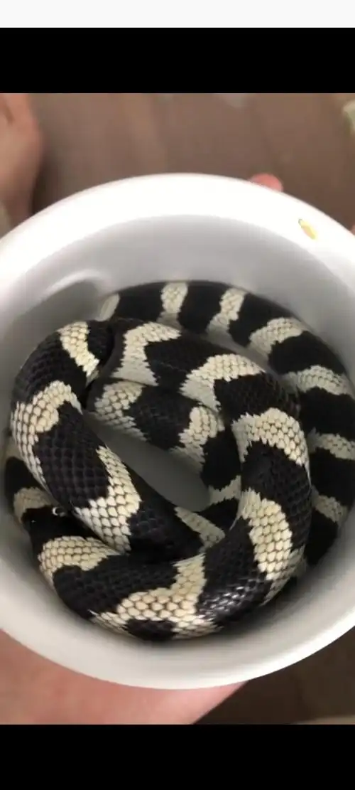 蛇是不是不能乱养啊?(慎入)